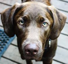 Meet Indy Half Chesapeake Bay Retriever And Half Chocolate Lab Chesapeake Bay Retriever Labrador Retriever Retriever