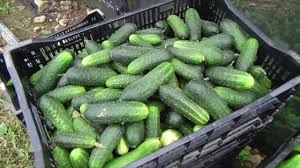 Image result for mildew on cucumbers