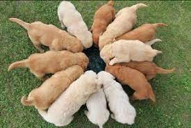 The golden retriever will range from 20 to 25 inches tall, and weigh from 60 to 80 pounds. Golden Retriever Breeder Puppies For Sale In Mn Golden Retriever Colors Golden Retriever Golden Retriever Breeder