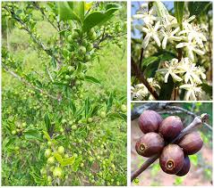 Image result for Coffea racemosa