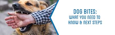 In north america, rabies happens primarily in skunks, raccoons, foxes, coyotes, and bats. Dog Bites What You Need To Know Next Steps Kbg Injury Law