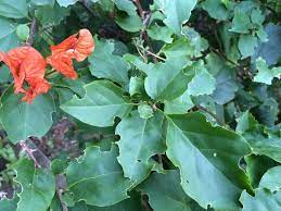 Bougainvilleas are known as beautiful, vibrant, and colorful plants. How To Prevent Bougainvillea Looper Caterpillar Damage On Kauai