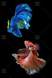 What fish can i add with my betta? Two Betta Fish Looking At Each Other Stock Photo Offset