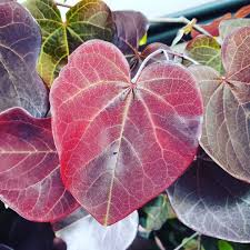 Because of the large amounts of seeds they produce, redbuds can seed about the garden but luckily, they are fairly easy to remove from where they aren't wanted. Be Still My Heart This Is What An Eastern Redbud Tree S Leaves Look Like And With It Being On Clearan Redbud Tree Leaves Redbud Tree Eastern Redbud Tree