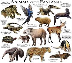Animals Of The Pantanal Region N Brazil Animals Endangered Animals Animals Beautiful