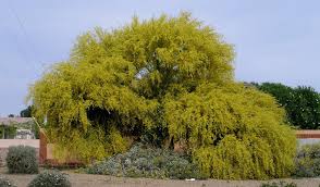 Palo verde tree in spring bloom. Don T Blame The Palo Verde For Your Bad Allergies Spadefoot Nursery