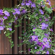 Image result for Thunbergia erecta