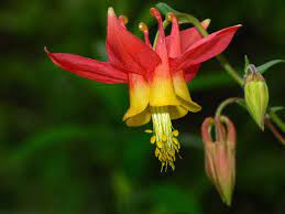 Pin On Pacific Northwest Flowers
