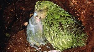 Ausserdem sehen die häuser die einem im letzten mai/juni angeboten wurden wirklich nicht so toll aus. Neuseeland Bedrohte Kakapo Papageien Von Pilzerkrankung Befallen