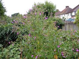 Image result for Epilobium hirsutum