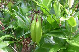 Image result for Gloriosa superba
