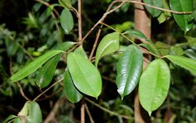 Image result for Syzygium niassense