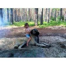 Sivas Kangali Fotografi Gonderen Kangal Tr Hayvanlar Hayvan Fotograf