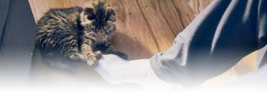 Kedinizle Oyun Oynamak Hill S Pet