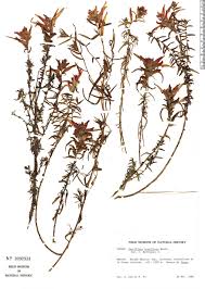 Image result for Buchnera multicaulis