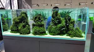 Simonsaquascapeblog Aquascape Planted Aquarium Fish Tank Terrarium