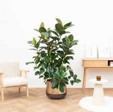 Image result for Ficus elastica