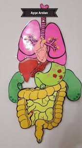 Pin De Etkinlikasigi En Ic Organlar Aparatos Del Cuerpo Humano Organos Del Cuerpo Humano Sistemas Del Cuerpo Humano