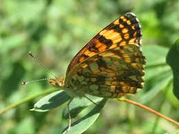 Image result for Millettia psilopetala