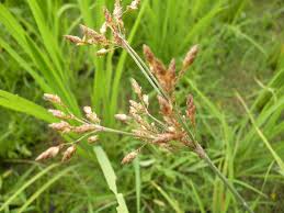 Image result for Fimbristylis