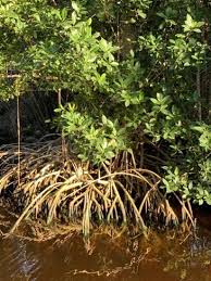 Image result for Rhizophora racemosa