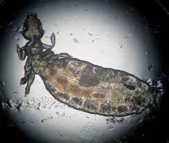 How To Identify Two Common Cavy Parasites The Wheekly Reader
