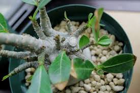 アデニウムの枝が腐った話 植物日誌