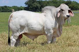 When you walk into to cattle barns at the fair, there's one breed of cattle many people will remember. Health And Wellness With Brahman Cattle B R Cutrer Inc