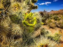 National parks in joshua tree national park. Joshua Tree National Park Beautiful Flower And Cacti Find Your Park Nationalparks