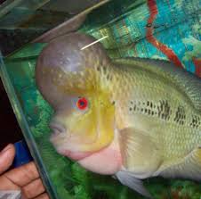 Dengan nilai mencapai sekitar 5,43 juta us$ untuk ikan hias air laut, dan 14,16 juta us$ untuk ikan hias air tawar. Jual Beli Ikan Hias Air Tawar Langka Cirebon Postimet Facebook