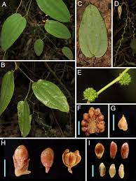 Image result for Smilacaceae