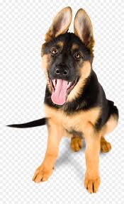 Buy and sell almost anything on gumtree classifieds. Grooming Gal Mobile Pet Salon German Shepherd Puppy Transparent Png Png Download 1001x1599 6769701 Pngfind