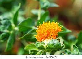 Safflower Images Stock Photos Vectors Shutterstock