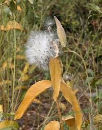Image result for Asclepias randii