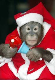 100 Animals In Santa Hats Christmas Animals Cute Animals Animals
