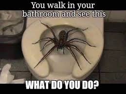Pin By Heika Orr On Halloween Hootenanny Spider Memes Spider Meme