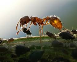 Check spelling or type a new query. Mutualism Entomologists Glossary Amateur Entomologists Society Aes
