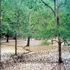 Image result for Sonneratiaceae