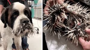 How to remove quills from your dog use the pliers to grasp one quill at a time. Porcupine Quills And Dogs What To Do Youtube