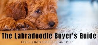 Our dogs and puppies receive meticulous care and live in immaculate facilities. The Labradoodle Buyer S Guide Cost Coats Breeders And More