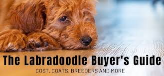 The Labradoodle Buyer S Guide Cost Coats Breeders And More