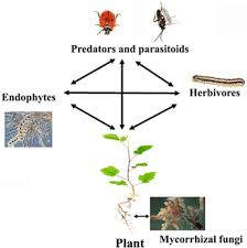 Maybe you would like to learn more about one of these? Plant Cell Wall A Simple Physical Barrier Or A Complex Defense Modulator Exploring Its Dynamic Role At Plant Fungus Interface Springerlink