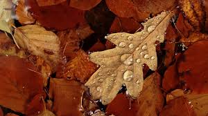 Turun embun pupuslah duka datang mentari tangis menghiba angin menerpa dengan tertawa gemersik suaramu tangis menghiba. Wallpaper Leaves Autumn Yellow Dry Wet Drops 1920x1080 Wallup 1105460 Hd Wallpapers Wallhere