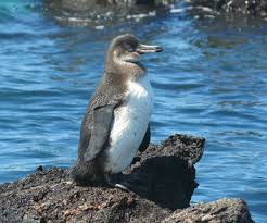9 Places To Swim With Penguins In Galapagos A Luxury Travel Blog A Luxury Travel Blog Galapagos Islands Animals Galapagos Penguin Galapagos Islands
