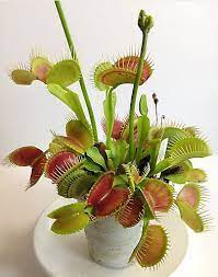 Carnivorous Plant Venus Flytrap Mystery Plant Mediumsmall Carnivorous Plants House Plants Insectivorous Plant