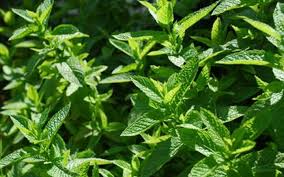 It is important that you not use sharp scissors to do this because the plant has a protective covering that helps it to resist damage. Preserving Mint Leaves Storing Drying Freezing Mint Foodalltime