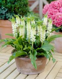 Image result for Eucomis autumnalis
