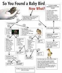 Baby Bird Flow Chart