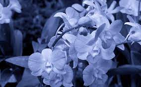 Orchid Flowers In 3840x2400 Resolution Orchid Flower Flower Wallpaper Flowers