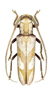 Black And Yellow Longhorn Beetle Poisonous Adesmus Turrialba With Images Longhorn Beetle Bugs And Insects Insect Photos